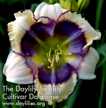 Daylily Blue Bubble